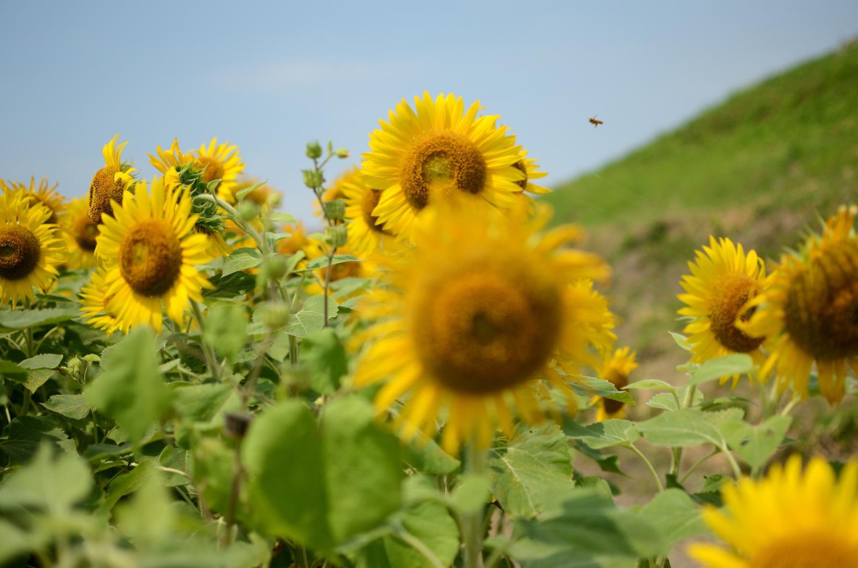 🏞️ 야나가와 무츠고로 랜드 이미지 7
